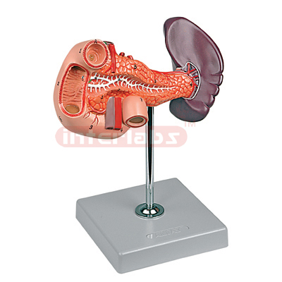 Interlabs? Pancreas, Duodenum & Spleen Model